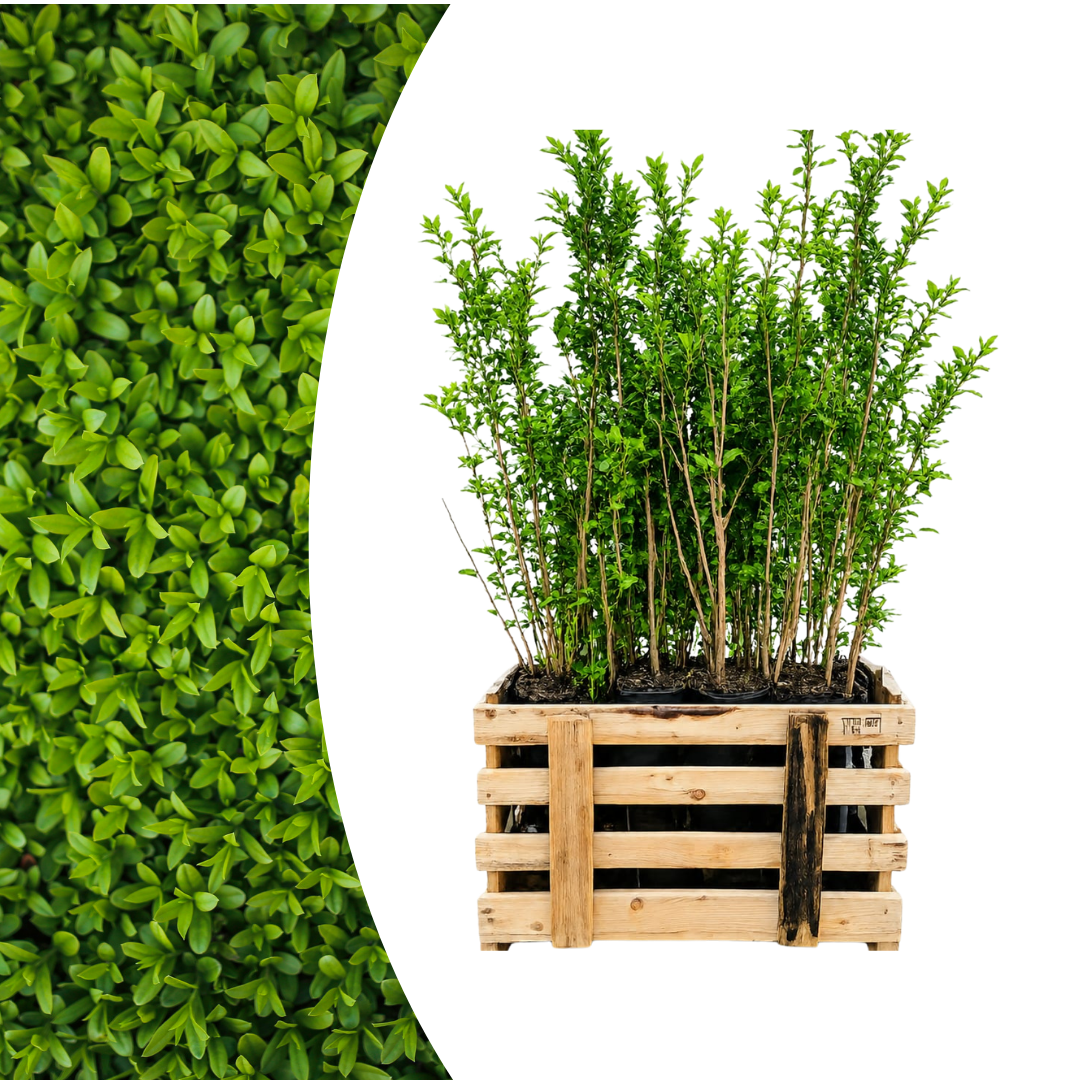 Palletdeal Haagplanten:50 Ligustrum Ovalifolium ↕ 80-100 - Ø 19cm | Mini Pallet