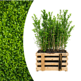 Palletdeal Haagplanten:50 Ligustrum Ovalifolium ↕ 80-100 - Ø 19cm | Mini Pallet