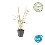 60x Imperata cylindrica 'Red Baron' - ↕10-25cm - Ø9cm