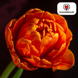 Tulpenbollen Icoon — oranje dubbelbloemige tulp, 20 stuks (maat 11/12)