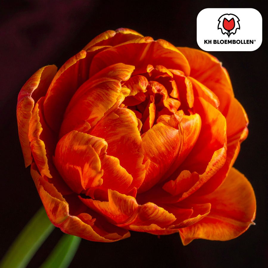 Tulpenbollen Icoon — oranje dubbelbloemige tulp, 20 stuks (maat 11/12)