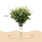 Green boutiQ - Terrasplant - Skimmia japonica Finchy - Bloem Wit - 40+ Bloemen - 1 Plant - Winterhard - Pot 19cm Hoogte 60cm