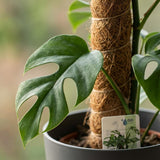 Green boutiQ - Kamerplant - Mini Gatenplant - Monstera Minima Mosstok - Groen - Weinig onderhoud - 1 Plant - met Potter Grijs - Pot 19cm - Hoogte 90cm