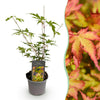 Green boutiQ - Tuinplant - Acer palmatum Sangokaku - Groen - 1 Plant - Bladverliezend - Weing Onderhoud - Pot 12cm Hoogte 35cm