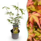 Green boutiQ - Tuinplant - Acer palmatum Sangokaku - Groen - 1 Plant - Bladverliezend - Weing Onderhoud - Pot 12cm Hoogte 35cm