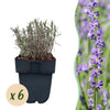 Green boutiQ - Haagplanten - Lavandula angustifolia Hidcote -blad grijs - 6 planten - 1 strekkende meter - groenblijvend - pot 17cm hoogte 30cm