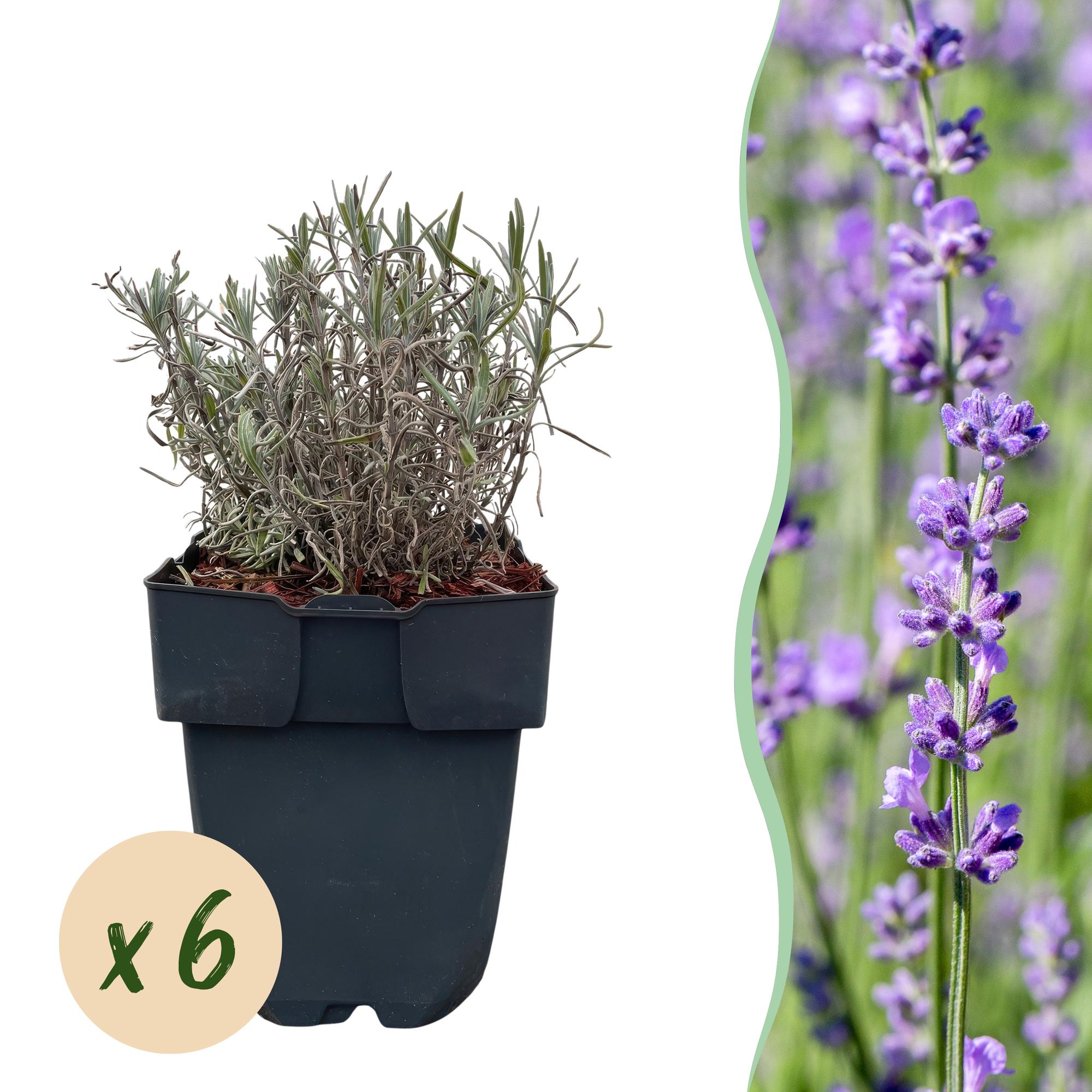 Green boutiQ - Haagplanten - Lavandula angustifolia Hidcote -blad grijs - 6 planten - 1 strekkende meter - groenblijvend - pot 17cm hoogte 30cm