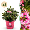 Green boutiQ - Dwerg Rhododendron - Rhododendron Bloombux Magenta - Bloeiende Buxus - Weinig Onderhoud - Roze Bloem - 2 Planten - Pot 23cm - Hoogte 45-55cm