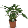 Green boutiQ - Kamerplant - Philodendron - Philodendron Xanadu - Groen - Weinig onderhoud - 1 Plant - Pot 19cm - Hoogte 60cm