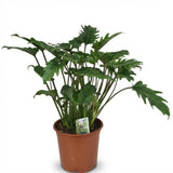 Green boutiQ - Kamerplant - Philodendron - Philodendron Xanadu - Groen - Weinig onderhoud - 1 Plant - Pot 19cm - Hoogte 60cm