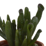 Vetplanten mix 5.5 cm - 5x - in Mexicaanse pot