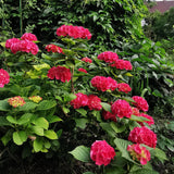 Green boutiQ - Hortensia - Hydrangea macrophylla Rood - Bloem Rood - 3 Planten - 1 m2 - Bladverliezend - Weinig Onderhoud - Pot 17cm Hoogte 30cm