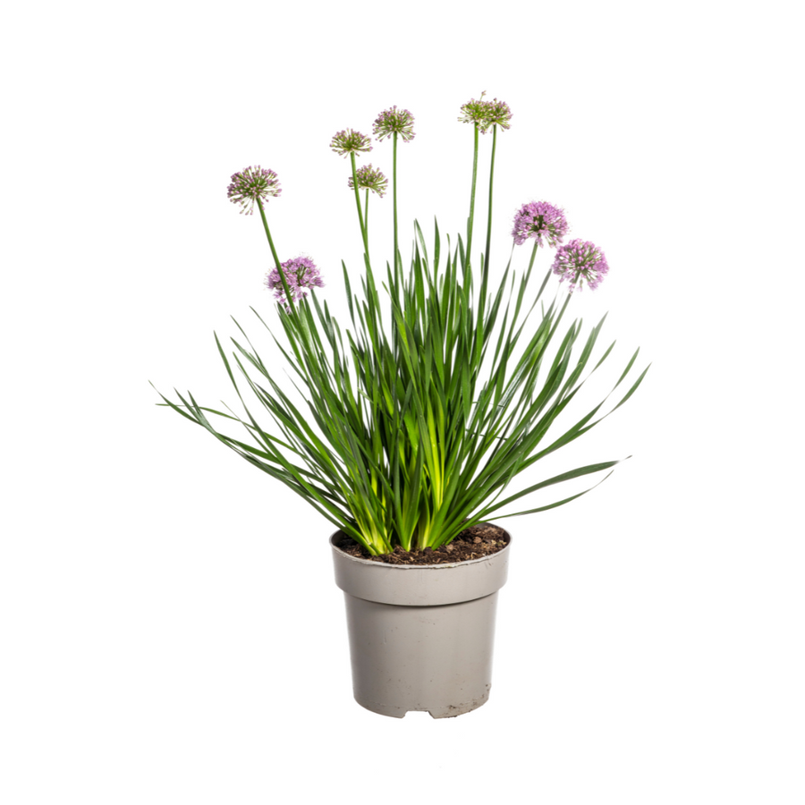Allium Senescens Millenium – Pot Ø19 cm · 50-60 cm hoog