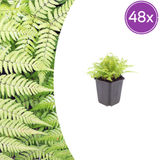 48x Dryopteris filix-mas - ↕10-25cm - Ø9cm