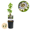 Green boutiQ - Passiebloem - Passiflora caerulea- Bloem Blauw met Groen Wit - Weinig onderhoud - 2 planten - Pot 11cm Hoogte 40cm