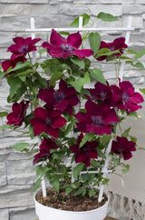 Clematis Nubia - Clematis Evison Rood - Ø15cm - ↕65cm - Ø15 - ↨65cm