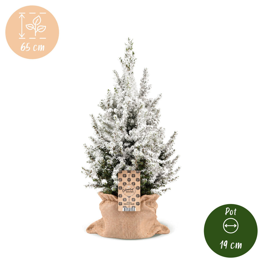 Kegelspar kerstboom besneeuwd – Pot Ø19 cm · 65 cm hoog · met jute zak (foto 5)