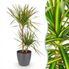 Green BoutiQ - Kamerplanten - Dracaena Sunray - Drakenbloedboom - Weinig onderhoud - Groen - 1 Plant - met Potter Grijs - Pot 21cm - Hoogte 90-100cm