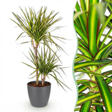 Green BoutiQ - Kamerplanten - Dracaena Sunray - Drakenbloedboom - Weinig onderhoud - Groen - 1 Plant - met Potter Grijs - Pot 21cm - Hoogte 90-100cm