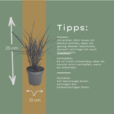3x Miscanthus sinensis ‘Zebrinus’ – Opvallend zebragras met decoratief gestreept blad | Potmaat 12 cm