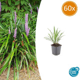 60x Liriope muscari 'Ingwersen' - ↕10-25cm - Ø9cm