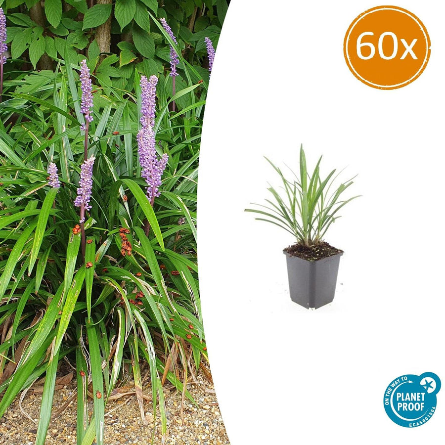 Liriope muscari 'Ingwersen' – 60 planten · pot Ø9 cm · 10-25 cm hoog