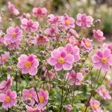 Green boutiQ - Vasteplant - Anemone hup. Splendens - Herfst Anemoon - Schaduw - Donker Roze - 3 Planten - Pot 11cm - Hoogte 15-25cm