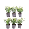 Plants by Frank - 1 meter gele Kardinaalsmuts haag - Euonymus fortunei 'Emerald Gold' - Set van 6 winterharde haagplanten - Groenblijvende haag - Vers van de kwekerij geleverd