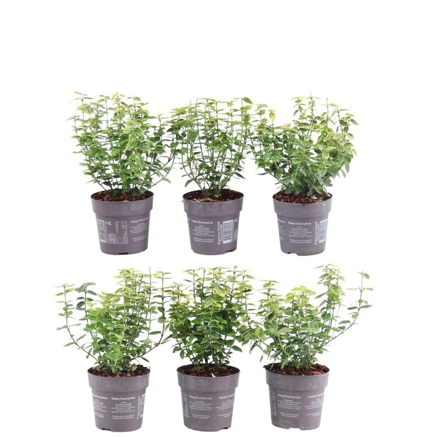 Euonymus fortunei 'Emerald Gold' — Kardinaalsmutshaag, 6 planten (1 strekkende meter)
