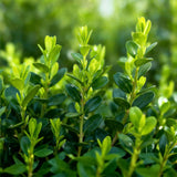 Green boutiQ - Buxus Haag - BetterBuxus Babylon Beauty - Resistant tegen de Buxus schimmel - 4 planten - 1 strekkende meter - pot 19cm hoogte 50-55