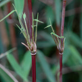 Green boutiQ - Bamboe - Fargesia Red Dragon - Bladhoudend - Niet Woekerend - Groen - 6 Planten - Pot 14cm - Hoogte 35cm