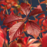 Green boutiQ - Wilde Wingerd - Parthenocissus Engelmannii - Blad Groen later Rood - Weinig onderhoud - 2 planten - Pot 11cm Hoogte 40cm