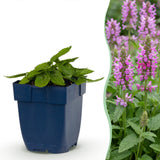 Green boutiQ - Vasteplant - Stachys off. Ukkie - Ezeloor - Rotsplanten - Roze - 24 Planten - Pot 11cm - Hoogte 15-25cm