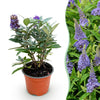 Green boutiQ - Tuinplant - Buddleja davidii Butterfly Candy Little Lila - Vlinderstruik - Compact - Lila - 1 Plant - Pot 12cm - Hoogte 20-25cm