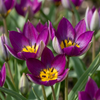 Tulpenbollen Persian Pearl — paarse botanische tulp, 200 stuks (maat 6/7)