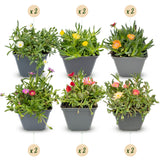 12x - Delosperma mix - Ø7cm - ↕10-12cm