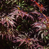Green boutiQ - Terrasplant - Japanse Esdoorn - Acer palmatum Trompenburg -Donker Paars - 1 Plant - Bladverliezend - Pot 19cm Hoogte 70cm