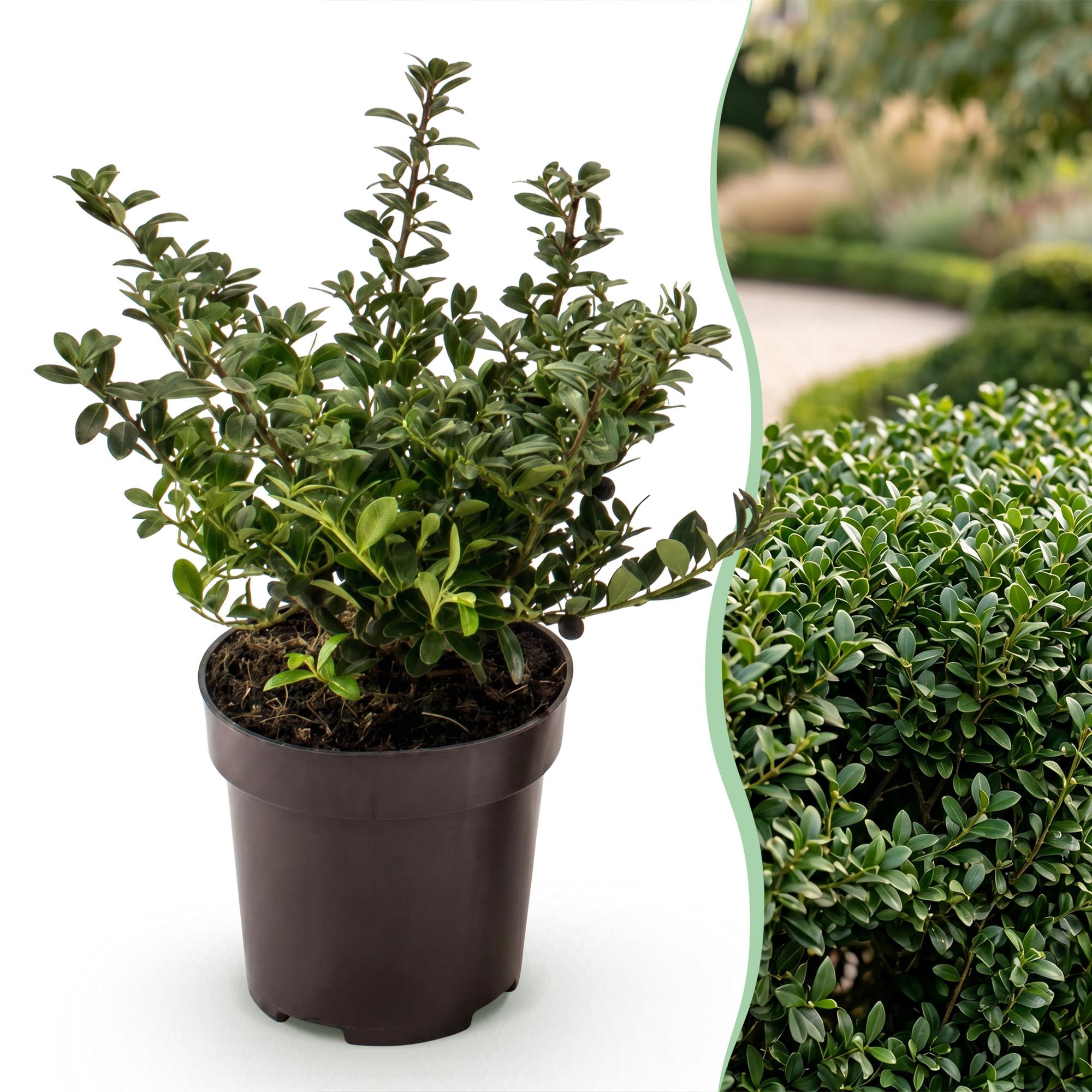 Green boutiQ - 24x Ilex crenata Stokes - Japanse Hulst - Haagplanten - Groenblijvend - Groen - Pot 9cm - Hoogte 20-30cm