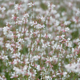 12x Gaura lindheimeri - ↕10-25cm - Ø9cm