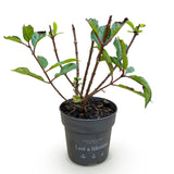 Green boutiQ - Tuinplant - Hydrangea panniculata Living Little Rosy - Pluimhortensia - Winterhard - Roze - 1 Plant - Pot 12cm - Hoogte Hoogte 20-30cm