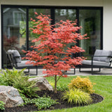 Green boutiQ - Tuinplant - Acer palmatum Atropurpureum - Japanse Esdoorn - Bladverliezend - Paars - 1 - Pot 26cm - Hoogte 90cm