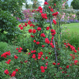 Green boutiQ - Klimroos - Rosa Paul Scarlet Climber - Bloem Rood - Weinig onderhoud - 2 planten - Pot 11cm Hoogte 40cm