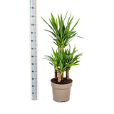 Yucca Elephantipes Ø30cm - ↕90 - 110cm