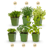 Green boutiQ - Borderpakket - Thee kruiden - 24 Vaste planten - 3 m2 - Diversen kleuren - Weinig Onderhoud - Pot 11cm