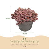 Green boutiQ - Bodembedekker - Winterhard - Alpine Mix - 8 Planten - Diversen Kleuren- Weinig Onderhoud - Pot 14 Hoogte 17