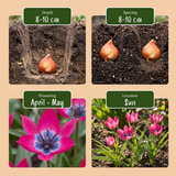 50x Tulipa Klein Schoonheid - Tulipa Little Beauty - Roze - Voorjaarsbloeier - Bolmaat 6/+