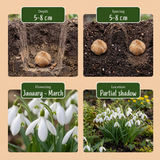 50x Galanthus Elwesii - Grote sneeuwklokje - Wit - Voorjaarsbloeier - Bolmaat 5/6