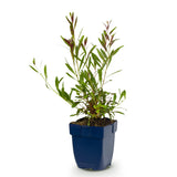 Green boutiQ - Vasteplant - Gaura lindh. Florgauros - Prachtkaars - Bijen- en vlinderlokkers - Roze - 1 Plant - Pot 11cm - Hoogte 15-25cm