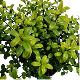 Plants by Frank - 1 meterHulst haag - Ilex crenata 'Jenny'® - Set van 6 winterharde haagplanten - Groenblijvende haag - Vers van de kwekerij geleverd