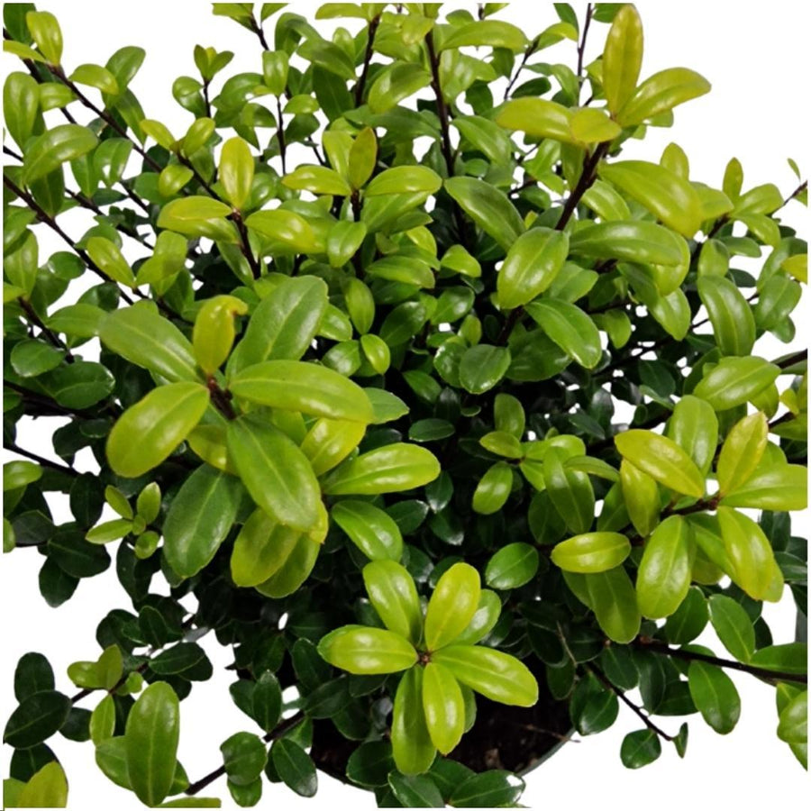 Ilex crenata 'Jenny'® — Hulsthaag, 6 planten (1 strekkende meter)